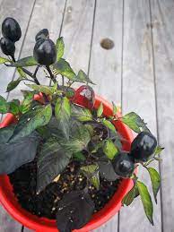 Chilli- Black Olive