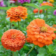 Benary’s Giant Orange – Zinnia Seed