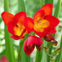 Freesia Double Bulbs