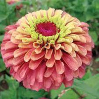 Zinnia- Queeny Lime with Red