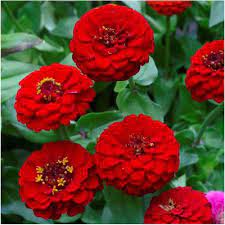 Giant Dahlia Flowered Deep Red – Zinnia Seed