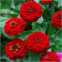 Giant Dahlia Flowered Deep Red – Zinnia Seed