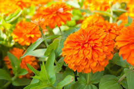 Zinnia- Benary's Giant Orange