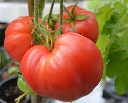 Tomato- Oxheart Pink