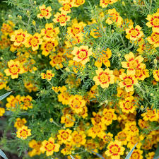 Lemon Star – Marigold Seed