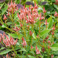 Celway? Terracotta – Film-Coated Celosia Seed