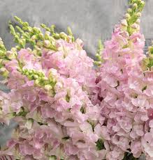 Legend Light Pink – Snapdragon Seed