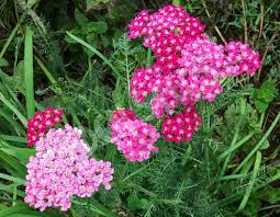 Yarrow- Cerise Queen