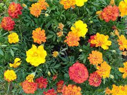 Durango Outback Mix – Marigold Seed