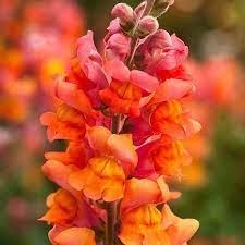 Monaco Orange – Snapdragon Seed