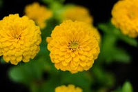 Zinnia- Lilliput Yellow