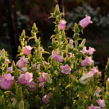 Champion Pink – Campanula Seed