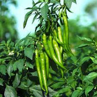 Chilli Surajmukhi Vegetable Seeds