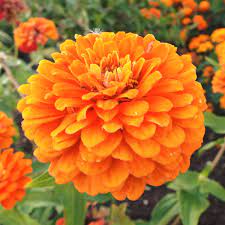 Zinnia- Queeny Pure Orange