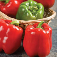 X3R Red Knight – Bell Pepper Seed