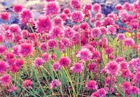 Billy Buttons- Pink