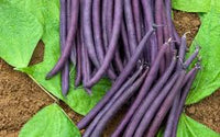 Amethyst – Purple Bush Bean Seeds