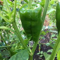 Capsicum- Sweet Cubanelle