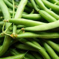 Bush Beans Vegetable Seeds