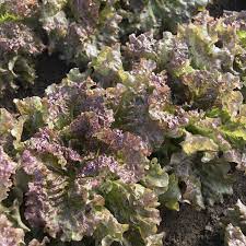 Vulcan – Organic Lettuce Seed