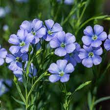 Blue Flax