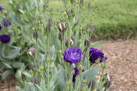 Doublini Blue – Lisianthus Seeds