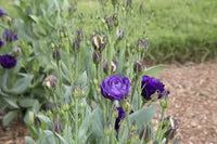 Doublini Blue – Lisianthus Seeds