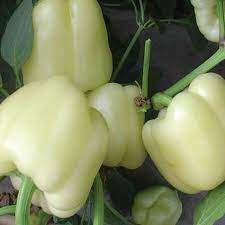 Capsicum- White Bell