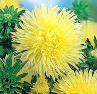 Aster- Ostrich Yellow Feather