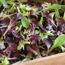 Volcana – Lettuce Seed