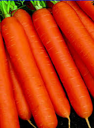 Carrot- Nantes