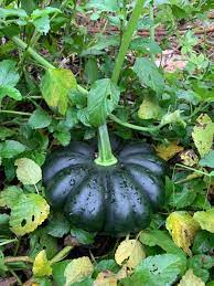 Black Bear – Pumpkin Seed