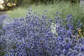 Blue Glitter – Eryngium Seed