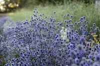 Blue Glitter – Eryngium Seed