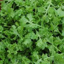 Wrinkled Crinkled Cress – Green Seed