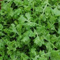 Wrinkled Crinkled Cress – Green Seed