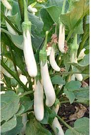 Brinjal White Long Vegetable Seeds