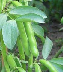 Fava Beans Selection Bakla Vegetable Seeds