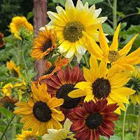 Johnny’s Sunflower Collection – Seed