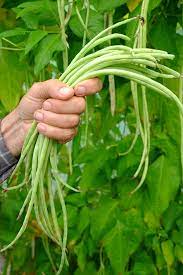 Yard Long Imported Beans Vegetable Seeds