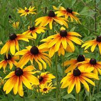 Black Eyed Susan- Rustic Dwarf Mixed