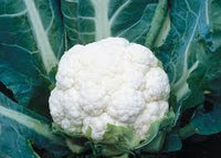 Cauliflower- First Early