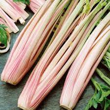 Celery- Peppermint Stick