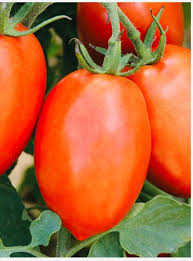 Tomato Roma Organic Vegetable Seeds