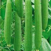 Sponge Gourd Chikni Turai Vegetable Seeds