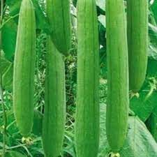 Sponge Gourd Chikni Turai Vegetable Seeds