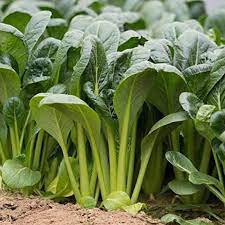 Tatsoi Spinach Mustard Green Vegetable Seeds