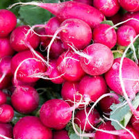 Radish- Pink Celebration