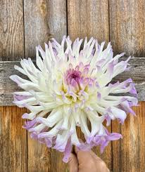 Bold Accent Dahlia