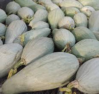 Winter Squash- Guatemalan Blue Banana 25g